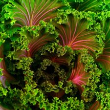 Kale leaves