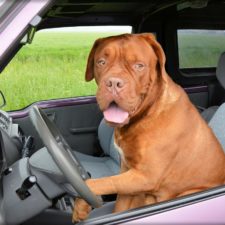 Dog behind the wheel of a car, paw on the steering wheel